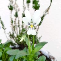 ビオラ,ビオラ バニーちゃん,メゾンドビオラ,至福のうさぎ,ビオラ 至福のうさぎの画像