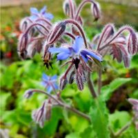 ボリジ,安曇野,ルリヂシャ,ボリジ(ルリジサ),ボリジ (ルリヂシャ)の画像