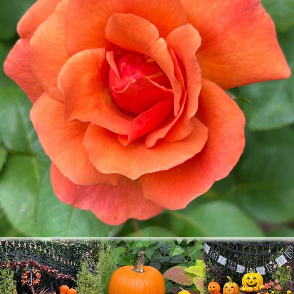 hirarinさんの里山ガーデン（大花壇）への投稿