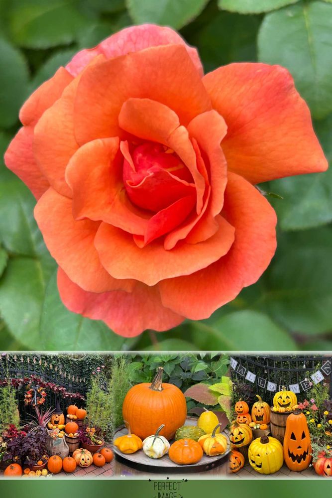 hirarinさんの里山ガーデン（大花壇）への投稿