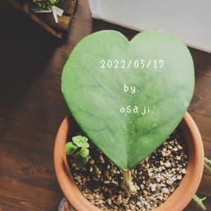 ホヤ・カーリー,ホヤ ケリー,ホヤ ケリー,ハートホヤ,ハートホヤの画像