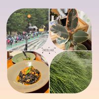 フィカス・ティネケ,モクマオウ,観葉植物,ランチ,みなとみらいの画像