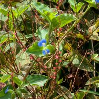 ショウジョウソウ,ゼラニウム,ダリア,ツユクサ,コバノランタナの画像