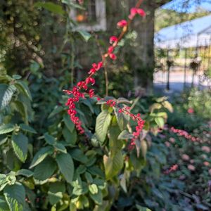 ミズヒキ,青空,花のある暮らし,今日のお花の画像