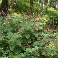 エビネ,ミズヒキ,シュウメイギク•ダイアナ,白ミズヒキ,ミズヒキ白の画像