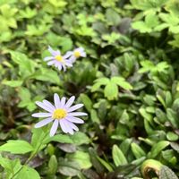 ミヤコワスレ,庭の宿根草,草マルチ,雑草庭,小さな庭の画像