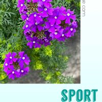 宿根バーベナ,可愛らしい,花のある暮らし,宿根・多年草の画像