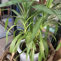 ドラセナ,浮草,水草いろいろ,金魚水槽,お出掛け先の画像