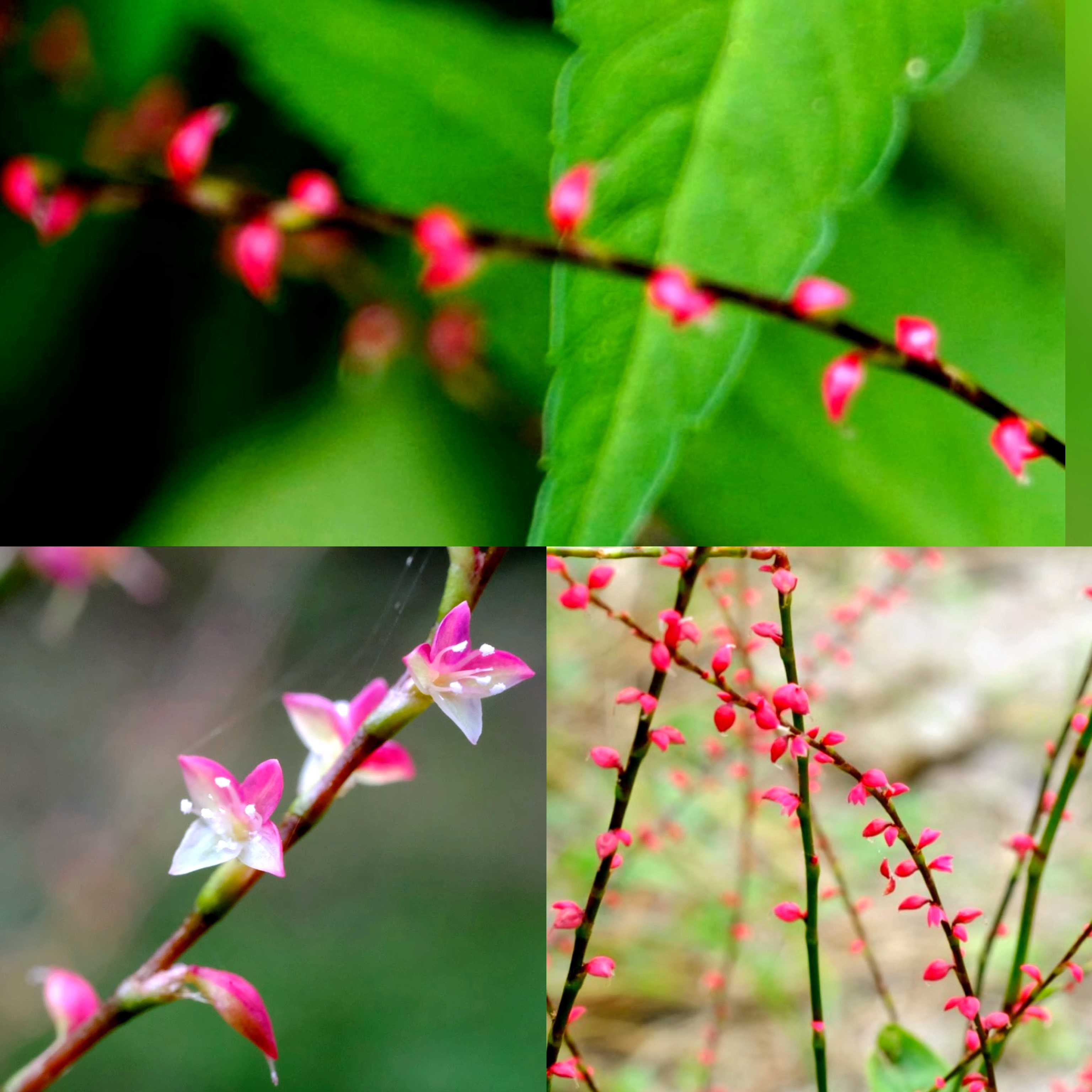 インドボダイジュの育て方｜日当たりや水やりの加減は？｜🍀GreenSnap