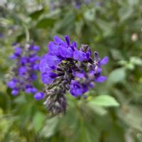 ワスレナグサ,ワスレナグサ,ラベンダーセージ,ラベンダーセージ,クレロデンドルム・ブルーウィングの画像