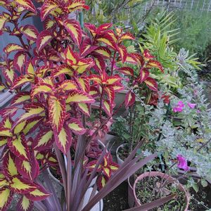 イワベンケイ,コリウス,コリウス,ツワブキ,ペンタスの画像