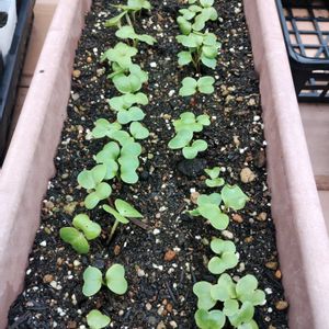 二十日大根,ハツカダイコン,ガーデニング,発芽,ネコ好きの画像