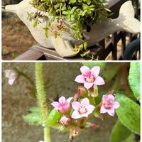 クーペリー,私のお庭,千葉県北西部,小さな庭,庭の画像