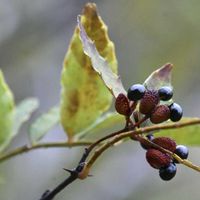 山椒,自然観察,在来種,ミカン科サンショウ属,早朝散策の画像