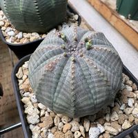 オベサ,ユーフォルビア属,多肉植物,多肉花芽,多肉植物のある暮らしの画像