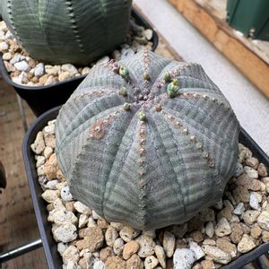 オベサ,ユーフォルビア属,多肉植物,多肉花芽,多肉植物のある暮らしの画像