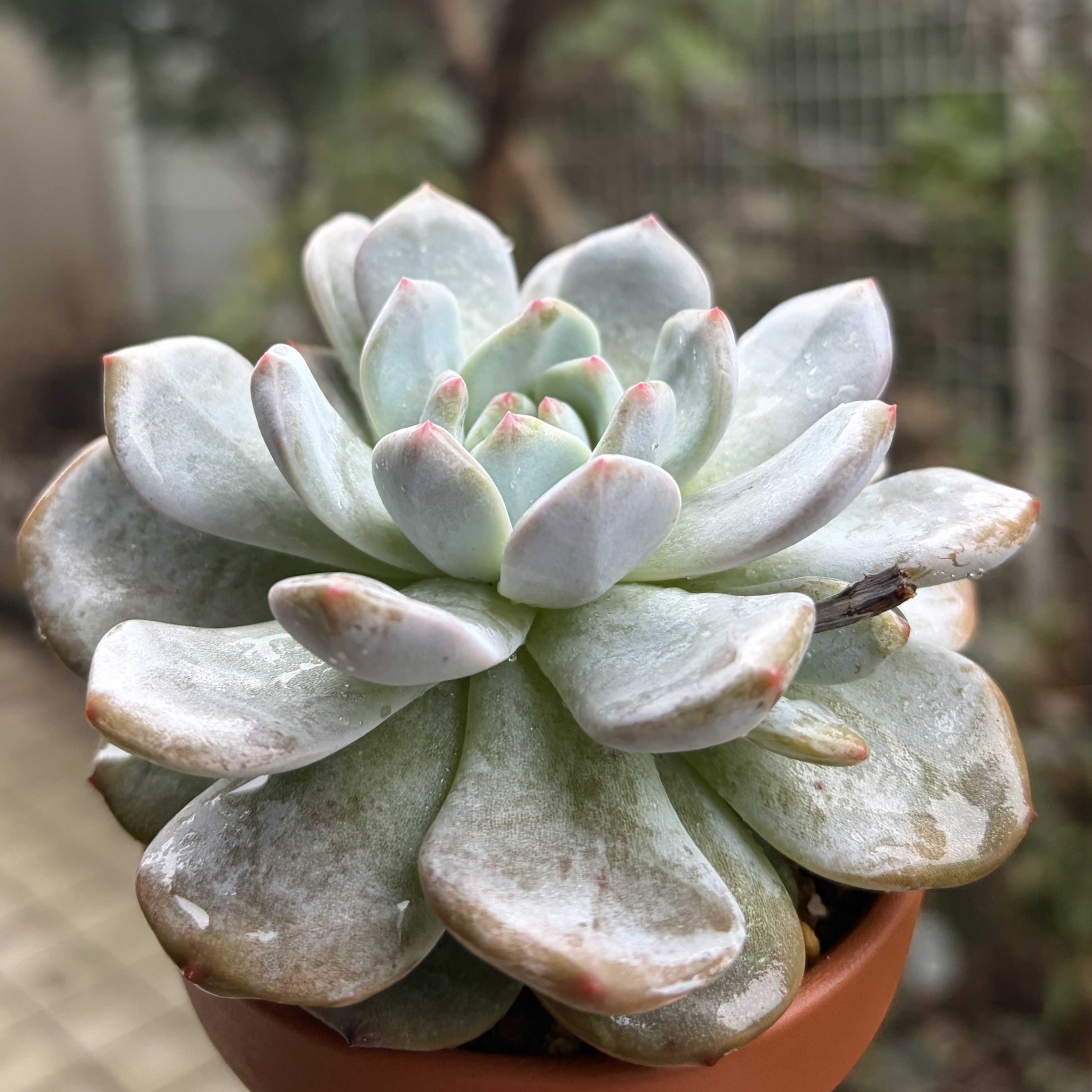 ピンクモンローの一覧｜🍀GreenSnap（グリーンスナップ）