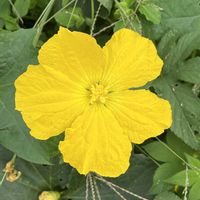 ヘチマ,黄色の花,いつもの散歩道,平和を願う☆,いつまでも友達でいよう♡の画像