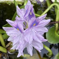 ホテイアオイ,元気！,iPhone撮影,今日も良い1日を,一日一笑の画像