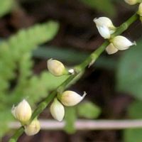 ワレモコウ,ミズヒキ,ミズヒキ,ギンミズヒキ,ギンミズヒキの画像