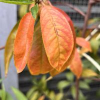 ハナミズキ,ハナミズキ,モモ,モモ,河津桜の画像