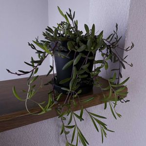 ルビーネックレス,多肉植物,iPhone撮影,階段/廊下の画像