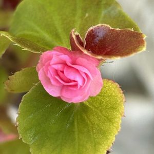 カーネーション,カーネーション,ベゴニア タブレット,ベゴニア タブレット,母の日 カーネーションの画像