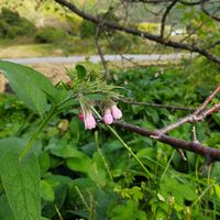 コンフリーの画像