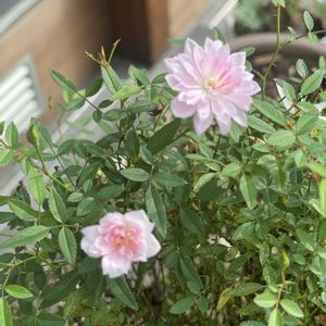 極小輪ミニバラ 姫乙女,マイクロミニバラ　姫乙女,鉢植え,開花,ピンクの花の画像