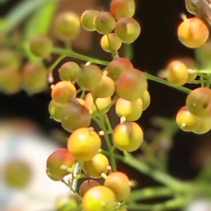 南天,ヒメサザンカ,南天の実,GSのみなさんに感謝♡,平和を願うの画像