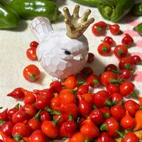 フィカス　ウンベラータ,四角豆,ハイビスカスローゼル,うずりん豆,ピキーニｮの画像