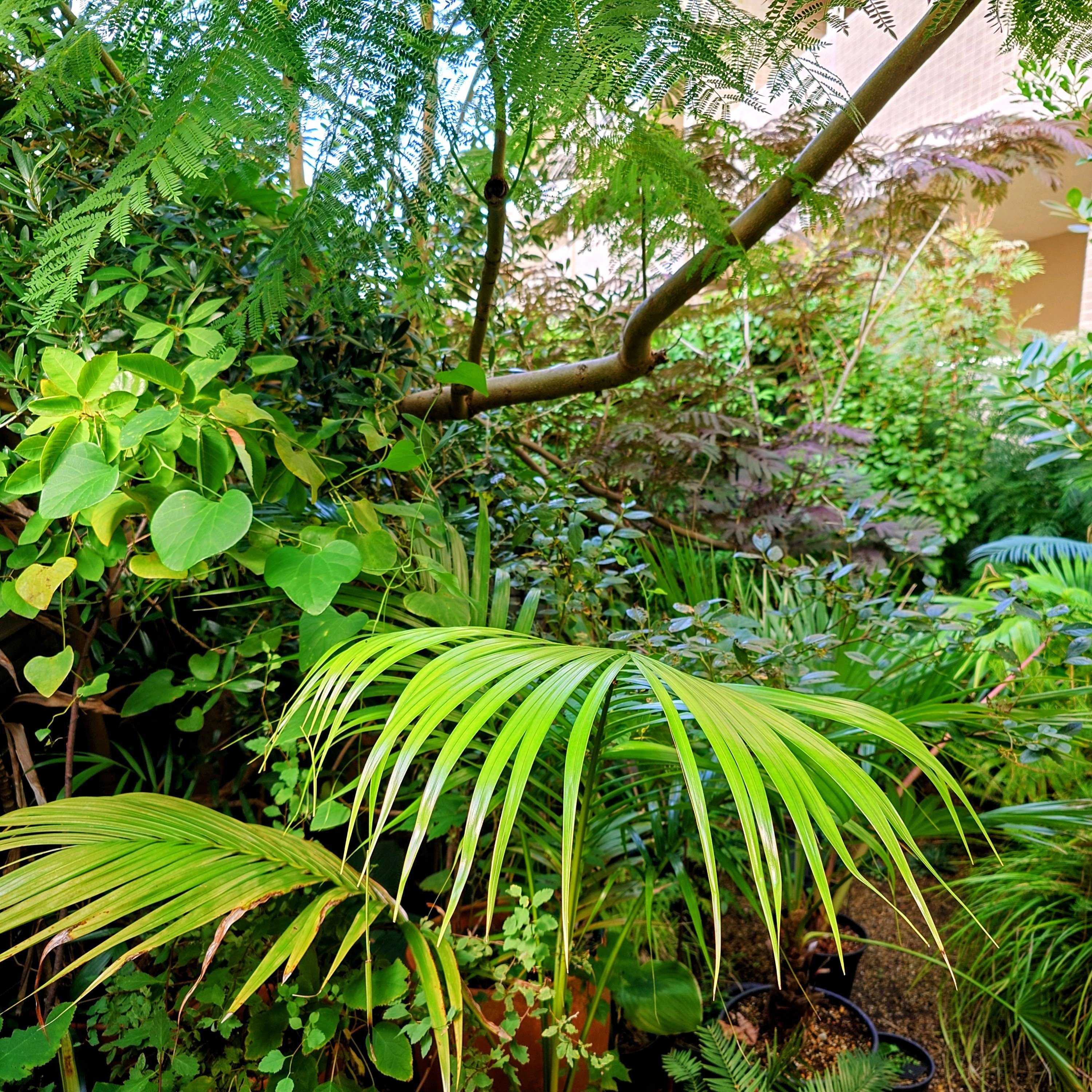 ブラヘア カルカレアの一覧｜🍀GreenSnap（グリーンスナップ）