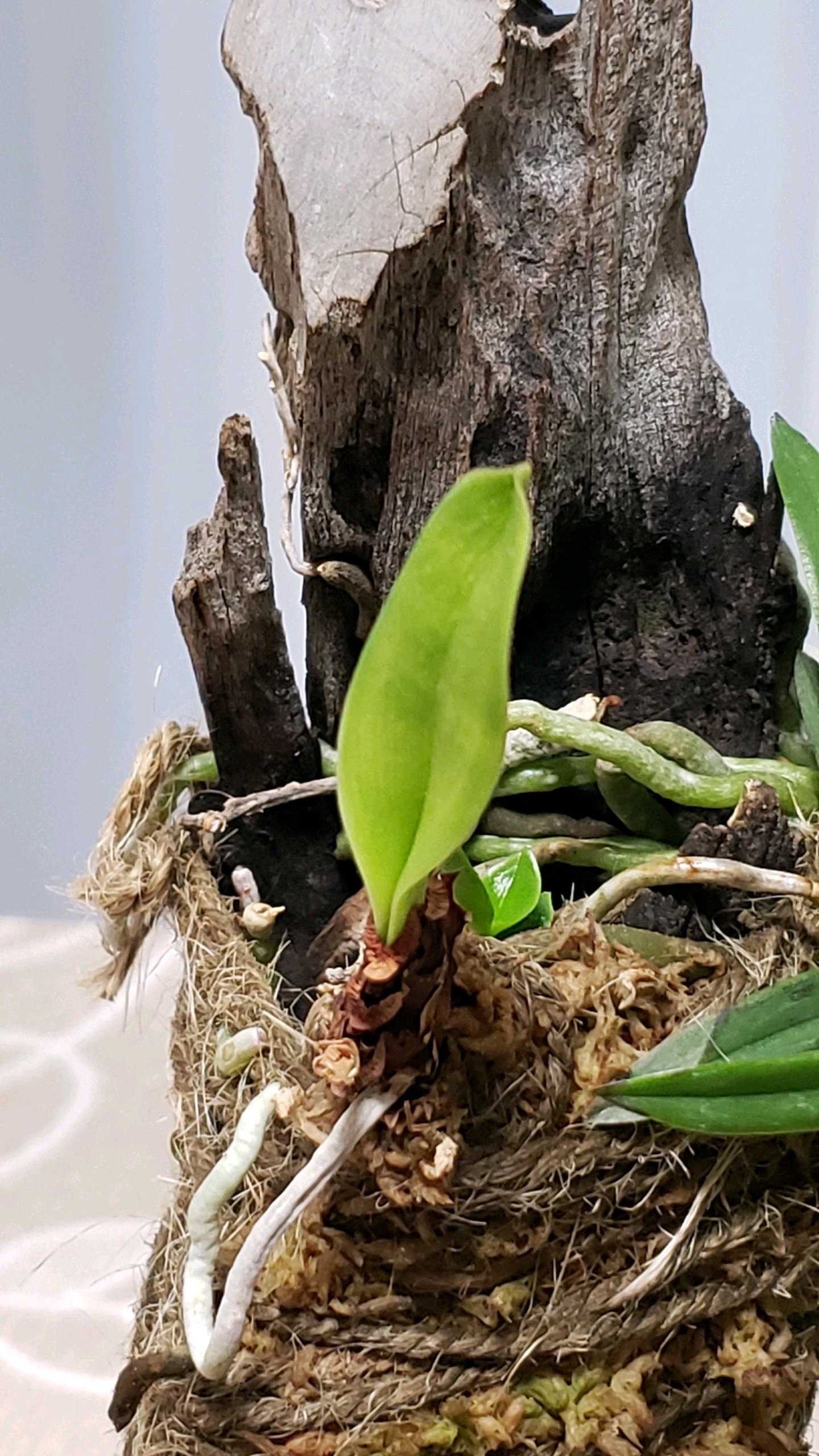 名護蘭の一覧｜🍀GreenSnap（グリーンスナップ）