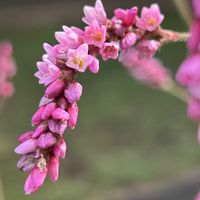 オオケタデ,オオケタデ,山野草,ピンク色の花,山野草大好きの画像