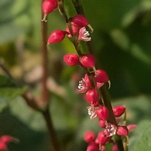 ミズヒキ,ミズヒキ,斑入りミズヒキ,実家の庭,庭園の画像