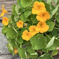 キンレンカ,ノブドウ,いつもありがとう♡,綺麗,お花大好きの画像