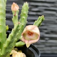 スタペリア,スタペリア・ディバリカータ,ガガイモ科,スタペリア属の画像