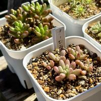 サボテン,セダム,エケベリア,オーロラ,虹の玉の画像