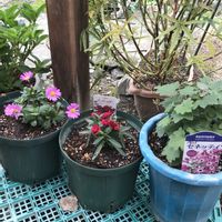 オレガノ,ラベーンダー,裏庭,庭の花,お花好きの画像