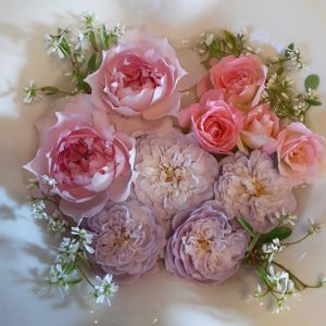 手作りの庭,バラ大好き,バラを楽しむ,咲いてくれてありがとう❤,薔薇愛同盟の画像