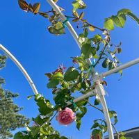 シュウメイギク,シュウメイギク,ペンステモン,ラベンダー,イングリッシュローズの画像