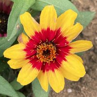 ジニア,お出かけ先にての画像