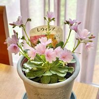 ヒヤシンス,レウィシア,鉢植え,いただきもの,ヒヤシンス水耕栽培の画像