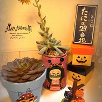 スプレンダー,スプレンダー,ワインレッドのバラ　エケベリア,ワインレッドのバラ　エケベリア,リメ鉢の画像