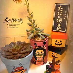 スプレンダー,スプレンダー,ワインレッドのバラ　エケベリア,ワインレッドのバラ　エケベリア,リメ鉢の画像