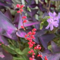 アサギリソウ,マチルダ,ミズヒキ,ミニバラ コルダーナ,ミズヒキ（水引）の画像