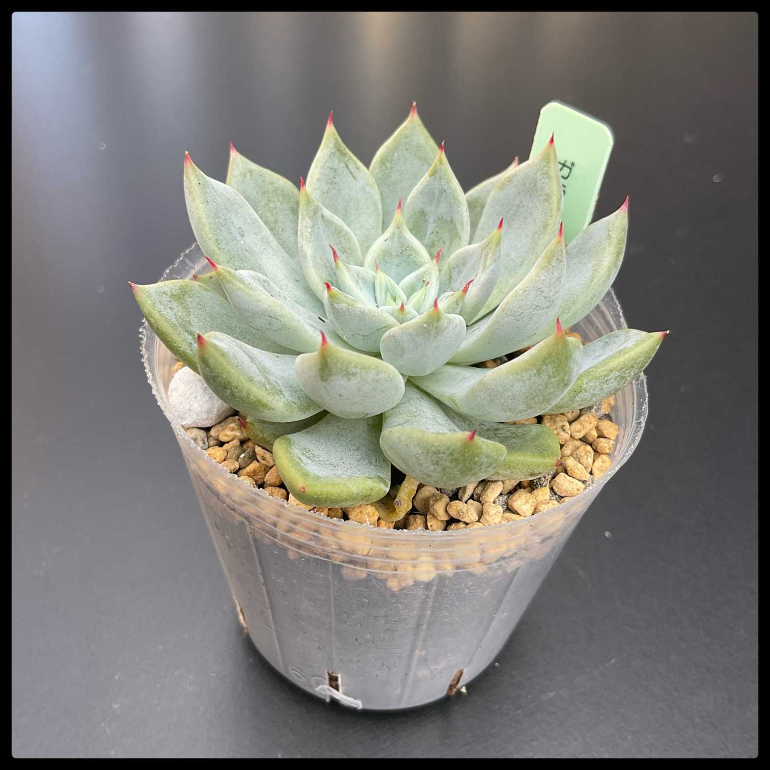 973🌹ヒューミリス×(リンゼアナ×コロラータ)｜🍀GreenSnap（グリーン