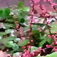 ハス,ハス,フジバカマ,フジバカマ,ミズヒキの画像