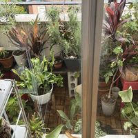 ブラックベリー,ローズマリー,コウモリラン,観葉植物達, ネオレゲリアの画像