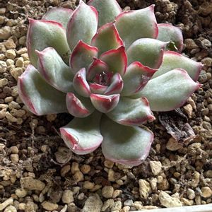 沙羅姫牡丹,ヒューミリス,ティテュバンス錦,ハス花　エケベリア,今日の仕事の画像